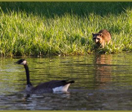 Wildlife