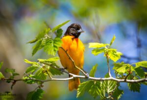 Oriole