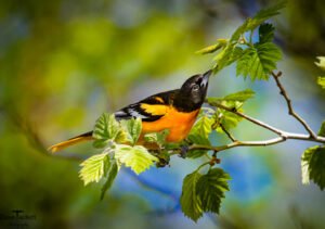 Oriole