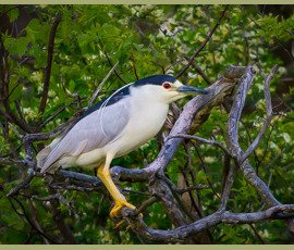 River birds