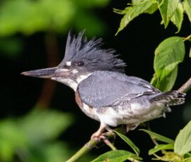 Kingfisher