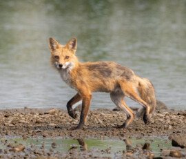 Wildlife 2