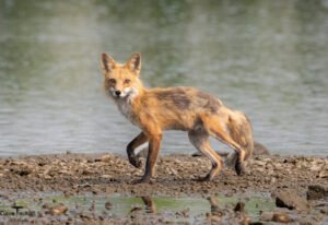 Wildlife 2