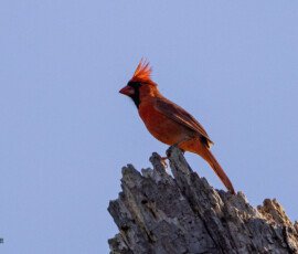 Songbirds