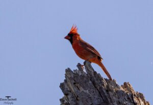 Songbirds