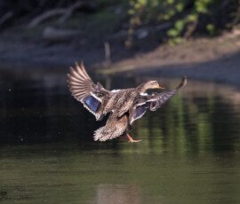 Ducks