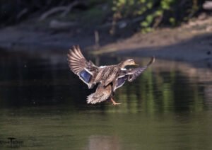 Ducks