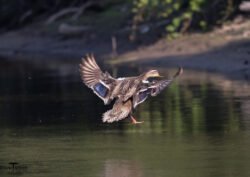 Ducks