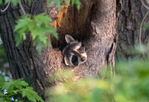 Wildlife 1