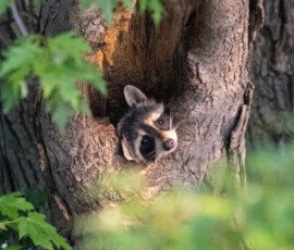 Wildlife 1