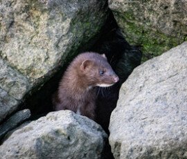 Mink