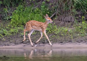 Deer