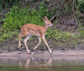 Deer