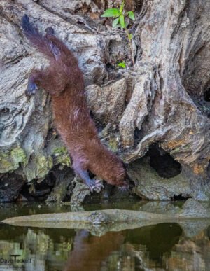 Wildlife