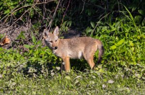 Wildlife