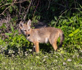 Wildlife