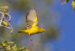 Birds