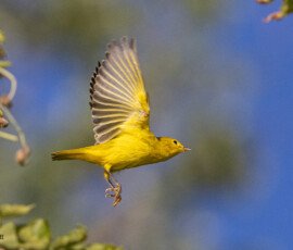 Birds