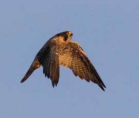 Falcon