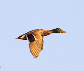 Ducks