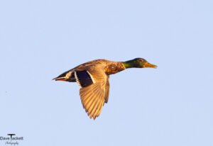 Ducks