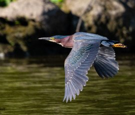Heron
