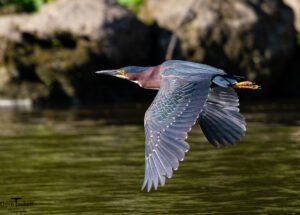 Heron