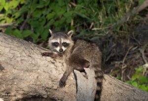 Racoon