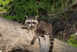 Racoon