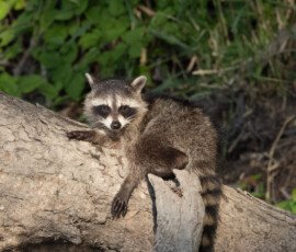 Racoon
