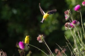 Goldfinch