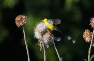 Goldfinch