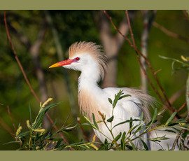 Egret
