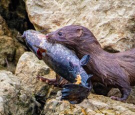 Mink