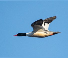 Ducks