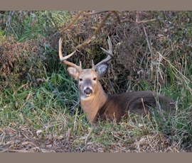Wildlife