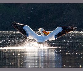 Riverbirds