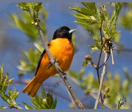 Songbirds