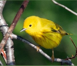 Warbler