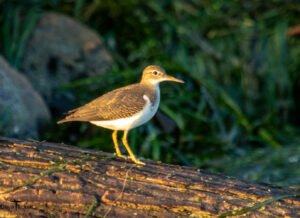 River Birds