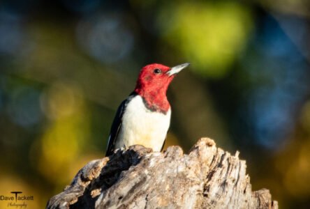 Song Birds