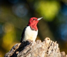 Song Birds