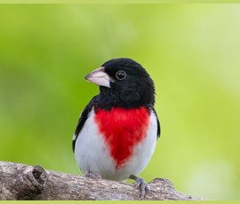Songbirds