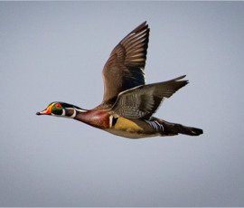 Ducks