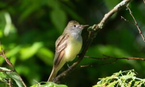 Flycatcher