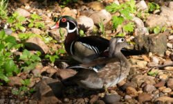 Wood Ducks
