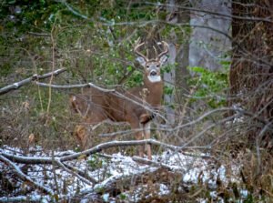 Wildlife