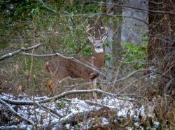 Wildlife