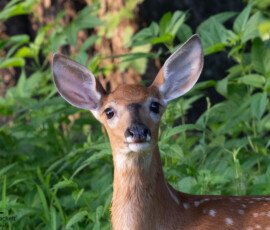 Deer