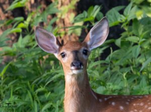 Deer